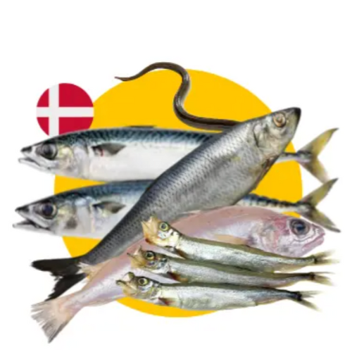 Fish