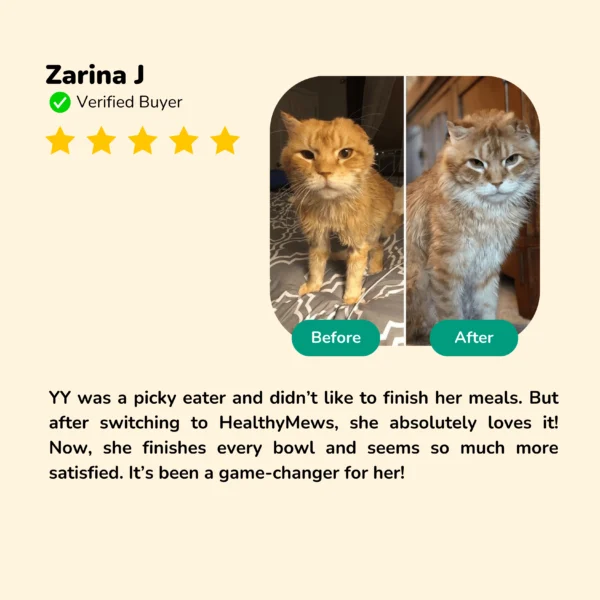 HEALTHYMEWS Premium Kibbles Twin Pack - Image 5