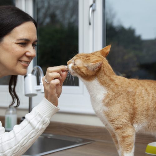Pet Therapy for Healthy Aging with Pet Castle Ventures