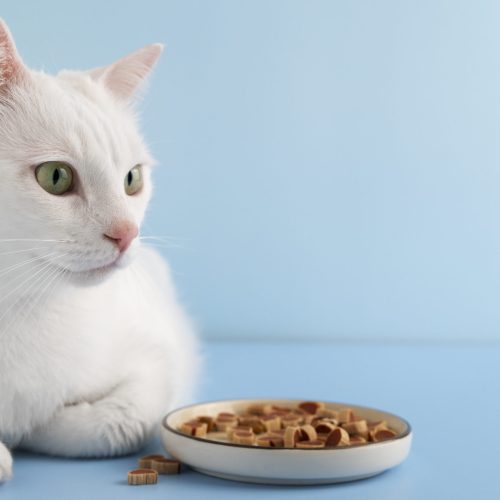 What is the best food for a cat?