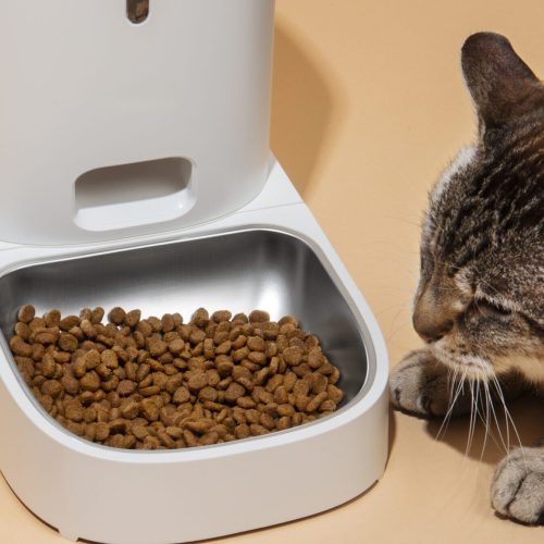 Taurine for Cats: Why It’s Essential for a Healthy Feline